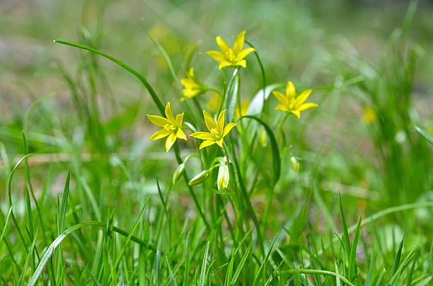 Gagea pratensis, called the Yellow Star of Bethlehem Gagea pratensis, called the Yellow Star of Bethlehem in nature gagea pratensis stock pictures, royalty-free photos & images