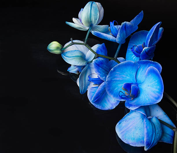 istock Beautiful blue orchid 474131736