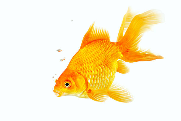 istock Beautiful fantail goldfish isolated in studio shot 474132489