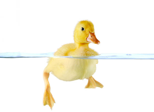 istock Cute yellow duckling swimming in water 474132533