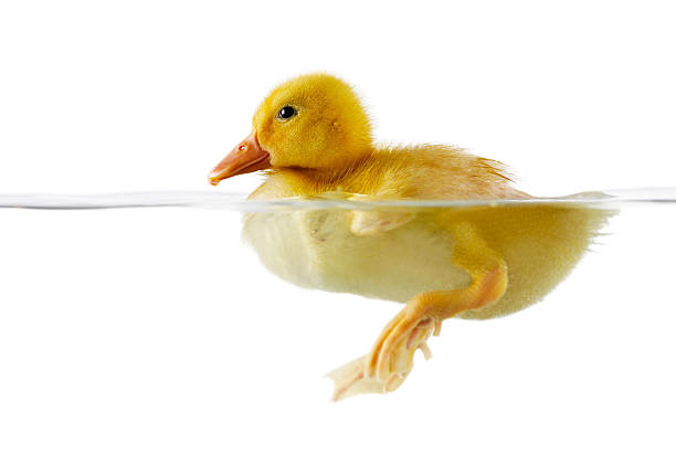 istock Cute yellow duckling swimming in water 474132543