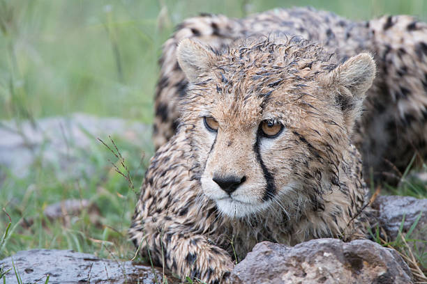 Wet cheetah cub stock photo