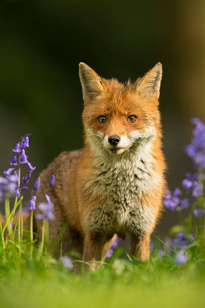 istock Red fox in bluebells - Vulpes vulpes 474134344