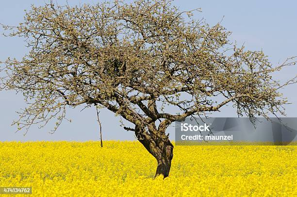 Foto de Colza e mais fotos de stock de 2015 - 2015, Agricultura, Amarelo