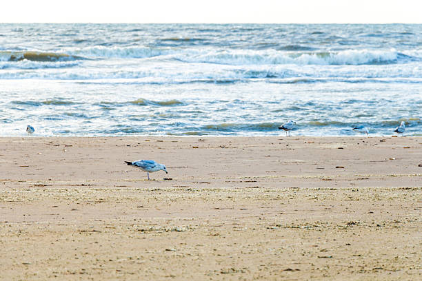 istock North sea shore in Haague, Holland 474135262