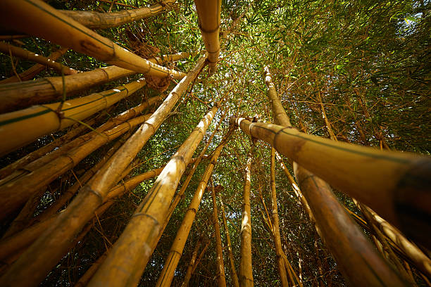 istock bamboo thickets in Vietnam 474136016