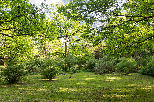 istock plants in Main Botanical Garden behalf of Tsitsin 474136124