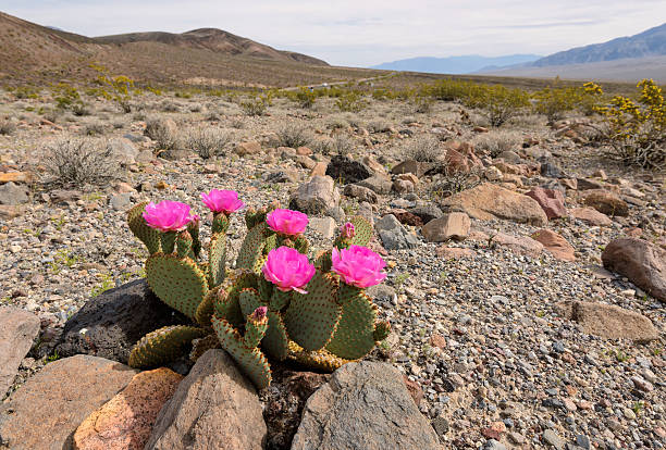 istock The blossoming cactus in the desert 474136334