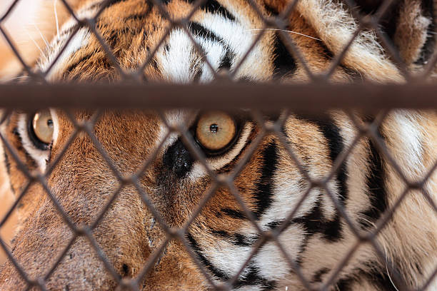 istock Eye of  tiger in a cage. 474136762