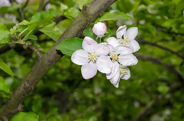 Branch of apple tree with white and pink blossoms and buds on a spring day in the garden