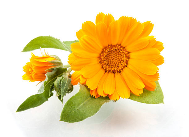 istock Calendula. Marigold flowers with leaves isolated on white 474137197