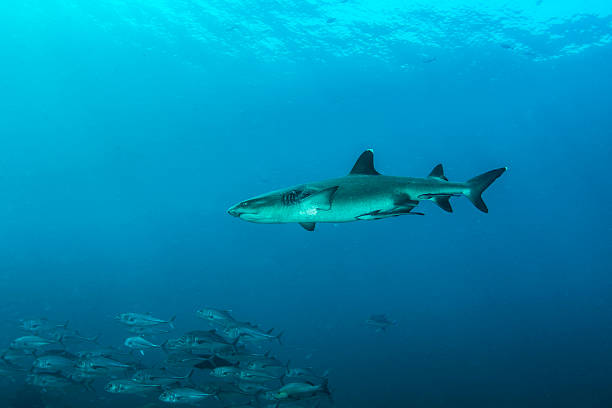 weißspitzenhai - whitetip reef shark stock-fotos und bilder