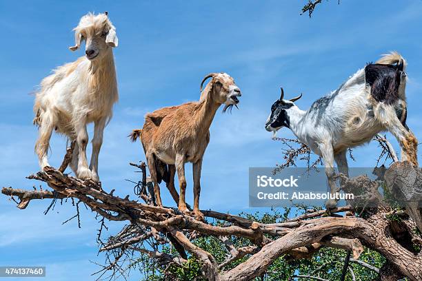 Three Happy Goats On The Argan Tree Morocco Northern Africa Stock Photo - Download Image Now