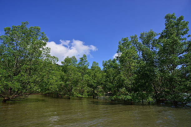 istock Mangrove, Thailand. 474137474