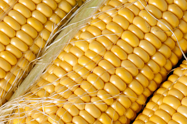 istock Grains Of Ripe Corn Closeup 474137538