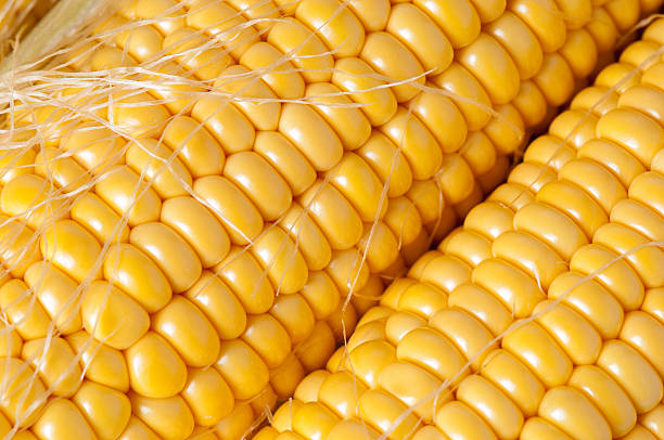 istock Grains Of Ripe Corn Closeup 474137582