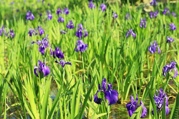 Iris Iris iris laevigata stock pictures, royalty-free photos & images