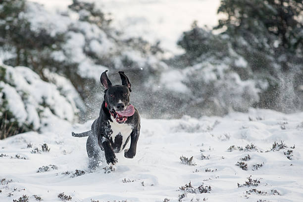istock Big Black Great Dane Dog leaping in the snow. 474138474