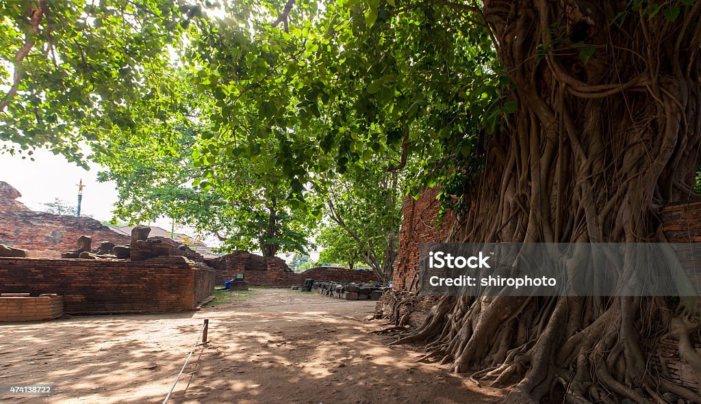 Buddha's head in tree roots Buddha's head in tree roots in Ayutthaya as a world heritage site, Thailand 2015 Stock Photo