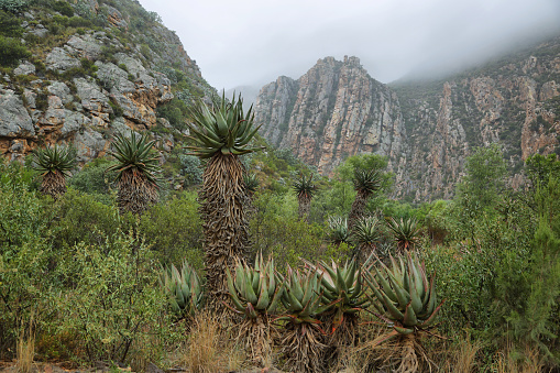 Majestic rocky redish mountains and cactus  in Seweweekspoort pass, South Africa
