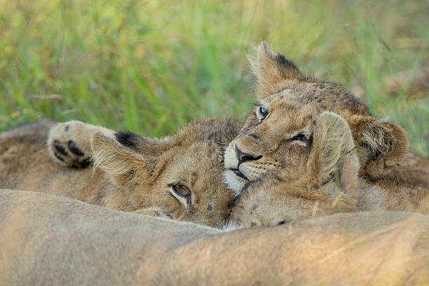 istock African Lion Cubs (Panthera leo) South Africa 474139217