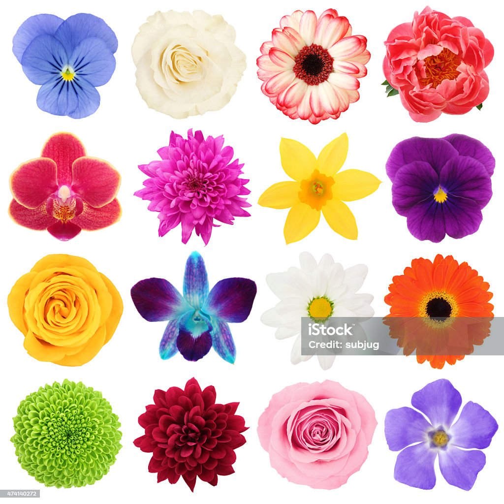 Coloridas Flores Collection Foto de stock y más banco de imágenes de Flor -  Flor, Recortable, Variación - iStock