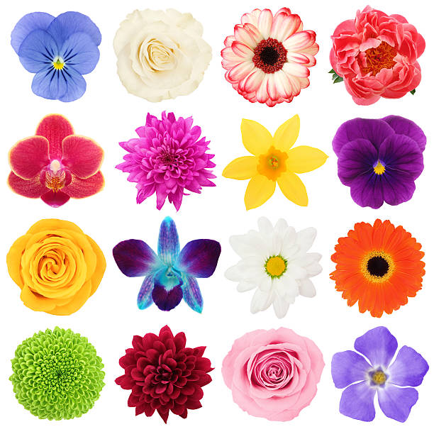 raccolta di fiori colorati (con percorso) - cut out flower freshness group of objects foto e immagini stock