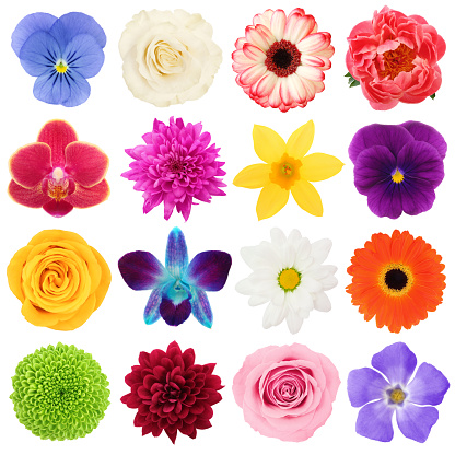 16 different colorful flowers head, view from top isolated on white