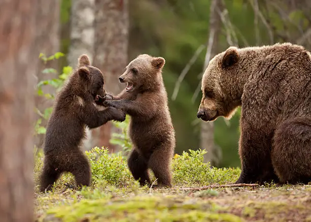 Photo of Eurasian brown bear (Ursos arctos)