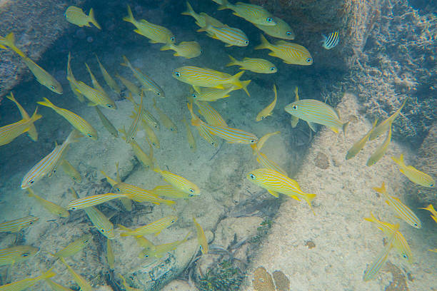 Snorkeling with Tropical Fish A group of fish off the island of Caye Caulker in Belize french grunt photos stock pictures, royalty-free photos & images
