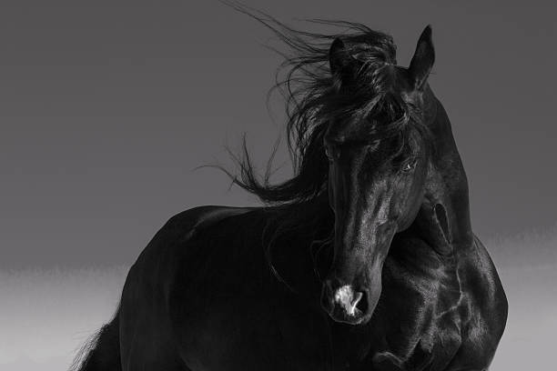 caballo - stallion fotografías e imágenes de stock