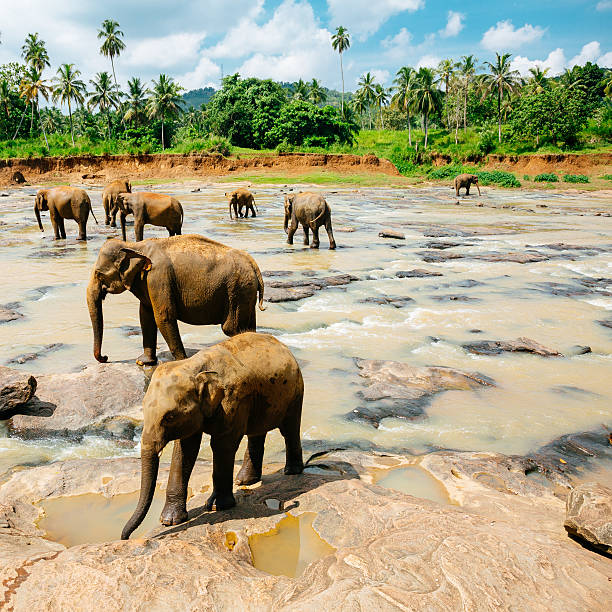 istock Pinnawala elephant orphanage, Sri Lanka. 474147466