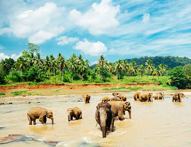 istock Beautiful elephant orphanage in Sri Lanka 474147470