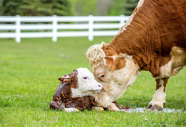 ブラウン&ホワイト hereford 牛なめる新生児のふくらはぎ - field hereford cattle domestic cattle usa ストックフォトと画像