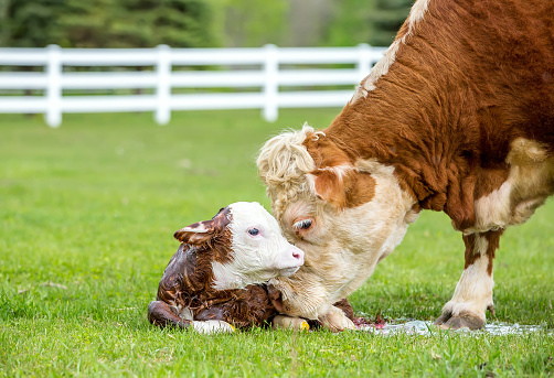 Close-up view of a brown and white Hereford cow licking her newborn calf. A white rail fence and pine trees can be seen behind them at the edge of the pasture. Taken on an overcast, rainy springtime day.