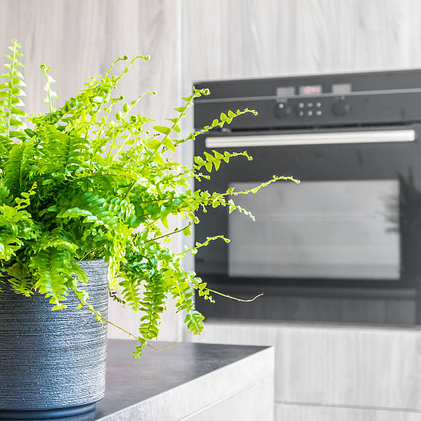 Green tiger plant in a pot on a kitchen counter by an oven