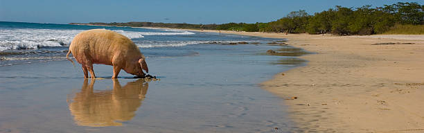 istock Costa Rica Piggy 474147962