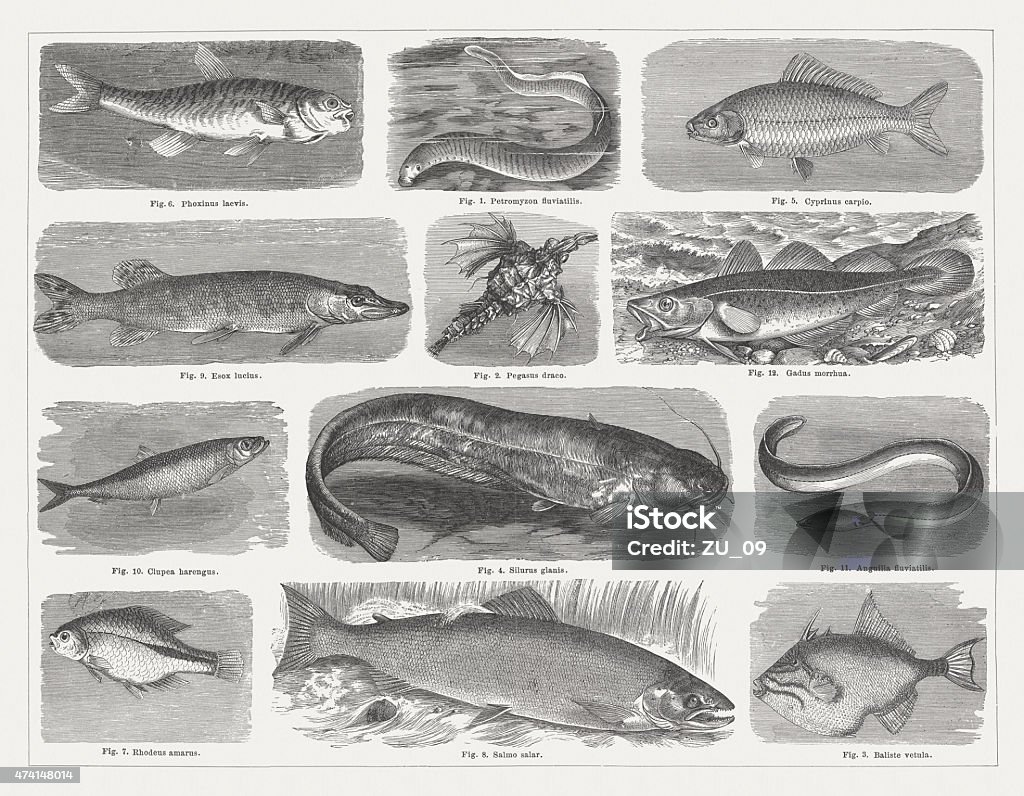 Fishes, wood engravings, published in 1875 Fishes: 1) Lamprey (Petromyzontiformes), 2) Little dragonfish (Eurypegasus draconis), 3) Old wife (Balistes vetula), 4) Wels catfish, (Silurus glanis), 5) Common carp (Cyprinus carpio), 6) Minnow (Phoxinus phoxinus), 7) European bitterling (Rhodeus amarus), 8) Atlantic salmon (Salmo salar), 9) Pike (Esox lucius), 10) Atlantic herring (Clupea harengus), 11) European eel (Anguilla anguilla), 12) Atlantic cod (Gadus morhua). Woodcut engraving, published in 1875. Andreas Wels stock illustration