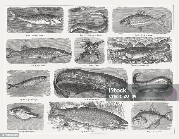 Fishes Wood Engravings Published In 1875 Stock Illustration - Download Image Now - Andreas Wels, Catfish, Cod