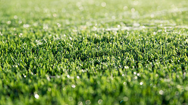 rocío en el césped artificial. - soccer soccer field grass artificial turf fotografías e imágenes de stock