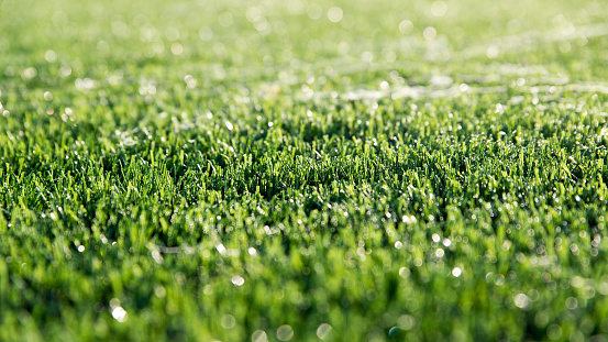 Dew on  the artificial grass.