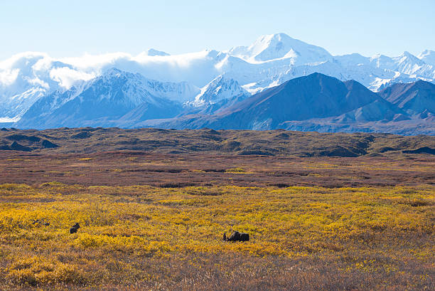 istock Autumn at Denali National Park 474148572