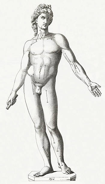 illustrations, cliparts, dessins animés et icônes de corps humain gravure - human muscle the human body anatomy body