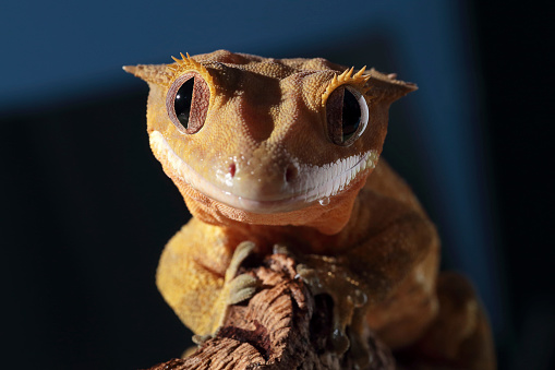 Retrato de un hotel Caledonian con cresta gecko photo