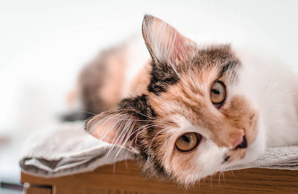 istock Beautiful tricolored cat looks directly into the camera 474151496