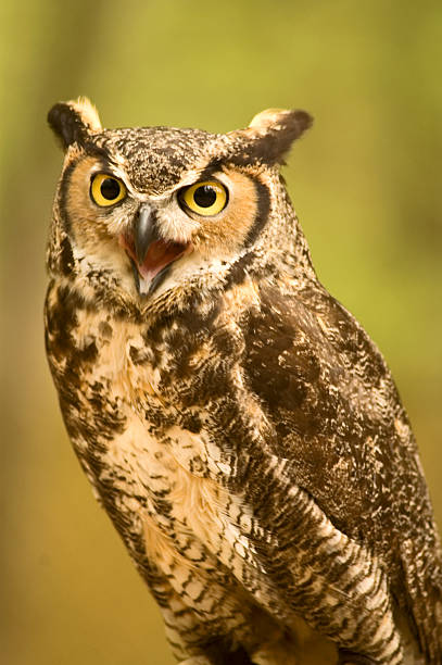 istock Mouth Open Great Horned Owl 474152742