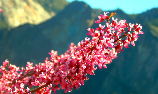 A beautiful Redbud at Yosemite National Park during Spring, with mountains in the background. Shallow DOF.