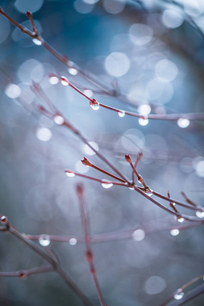 Water drops on branch autumn weather cold rain nature macro photography cloud