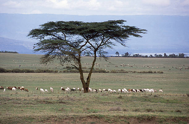 savanna grasslands arrear ovejas de la fiebre del valle del rift mimosa nakuru kenia - valle del rift fotografías e imágenes de stock