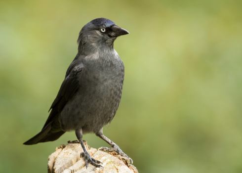 Western Jackdaw (Corvus monedula) perching on a branch